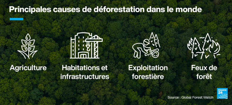 Sauver les forêts primaires : du Brésil à l'Indonésie, un combat aux avancées inégales