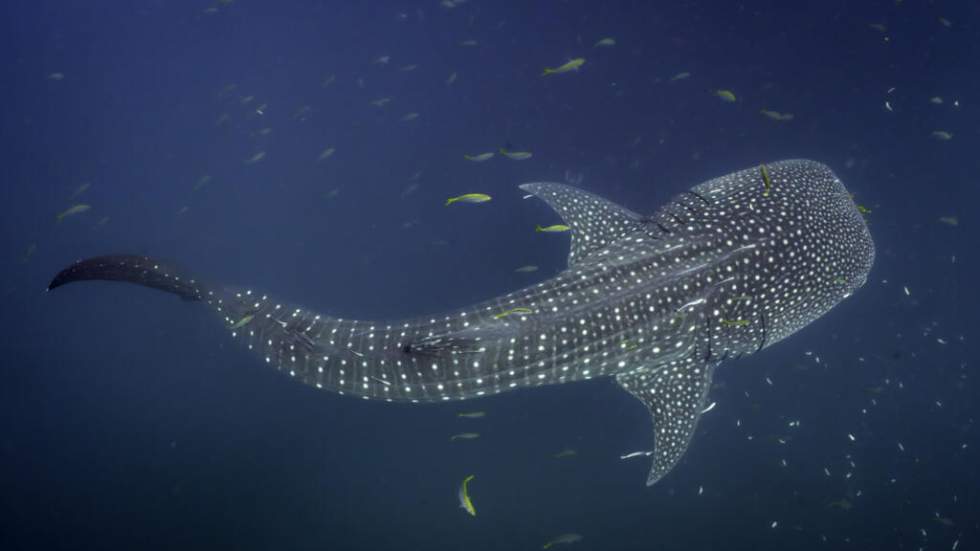 En Indonésie, les requins-baleines dévoilent leurs refuges après dix ans de suivi