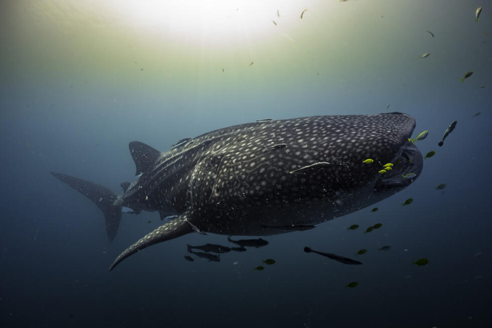 En Indonésie, les requins-baleines dévoilent leurs refuges après dix ans de suivi