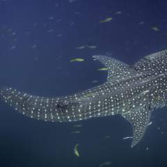 En Indonésie, les requins-baleines dévoilent leurs refuges après dix ans de suivi