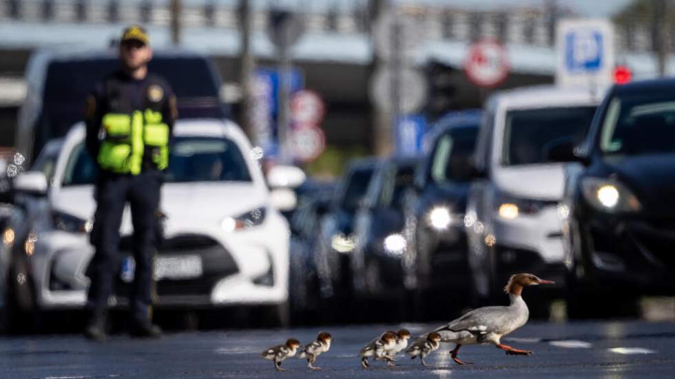 À Varsovie, des palmipèdes ont la priorité au printemps pour traverser la route