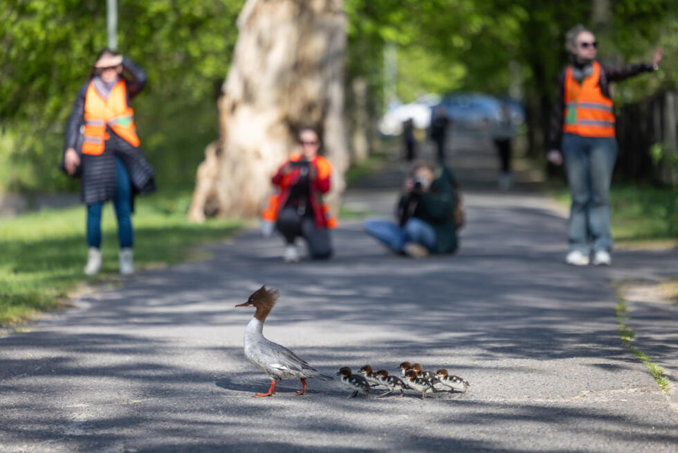 À Varsovie, des palmipèdes ont la priorité au printemps pour traverser la route