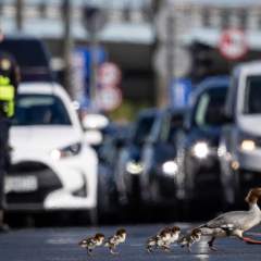 À Varsovie, des palmipèdes ont la priorité au printemps pour traverser la route