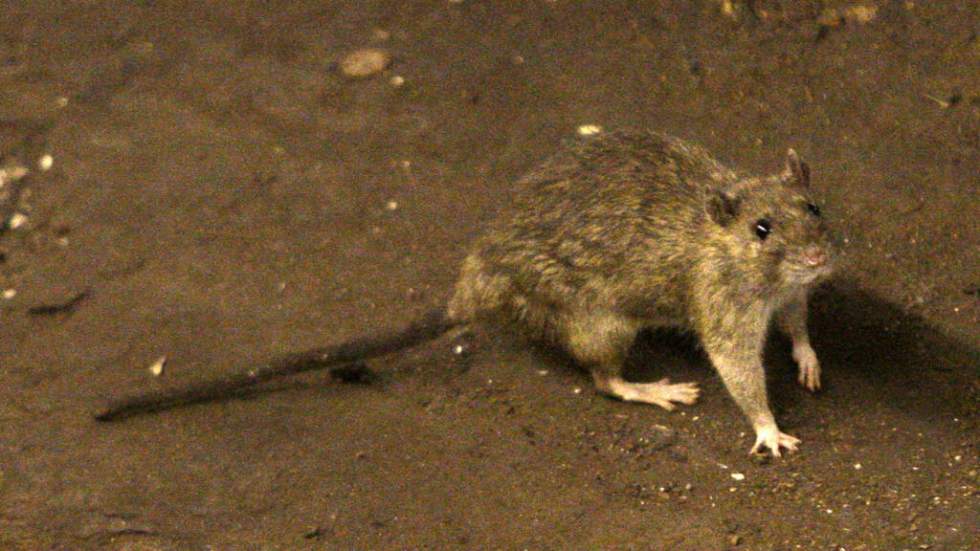 Qu'est-ce que le hantavirus, le virus responsable d'un possible cluster sur un navire de croisière ?