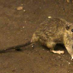 Qu'est-ce que le hantavirus, le virus responsable d'un possible cluster sur un navire de croisière ?
