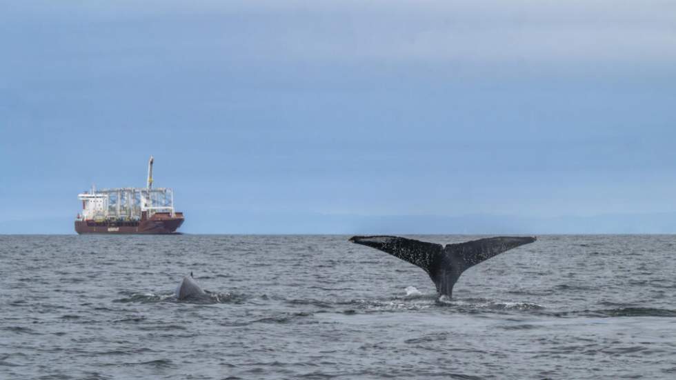 Les baleines au large de l'Afrique du Sud victimes de la guerre au Moyen Orient