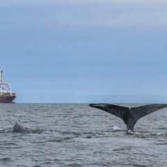 Les baleines au large de l'Afrique du Sud victimes de la guerre au Moyen Orient