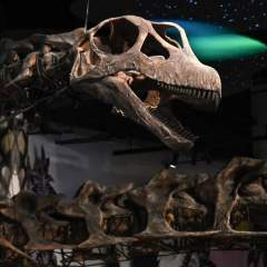 Un dinosaure gigantesque de 27 mètres et 27 tonnes identifié en Thaïlande