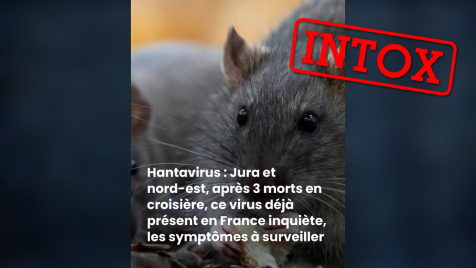 Hantavirus : non, le virus présent dans le Jura n'est pas le même que celui détecté sur le MV Hondius