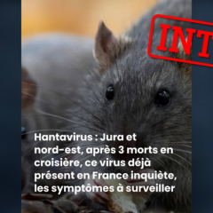 Hantavirus : non, le virus présent dans le Jura n'est pas le même que celui détecté sur le MV Hondius