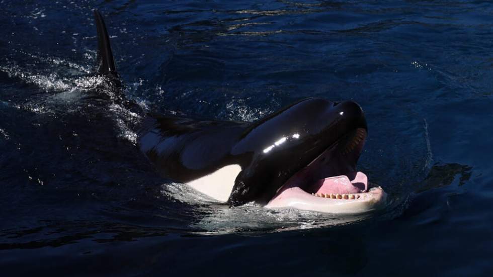 Transfert des orques du Marineland : l'impasse française sur les animaux en captivité