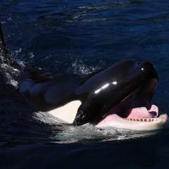 Transfert des orques du Marineland : l'impasse française sur les animaux en captivité