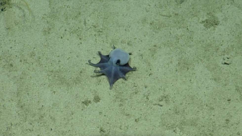 "Il est petit, il est bleu !" : comment des chercheurs ont découvert un nouveau poulpe
