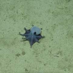 "Il est petit, il est bleu !" : comment des chercheurs ont découvert un nouveau poulpe