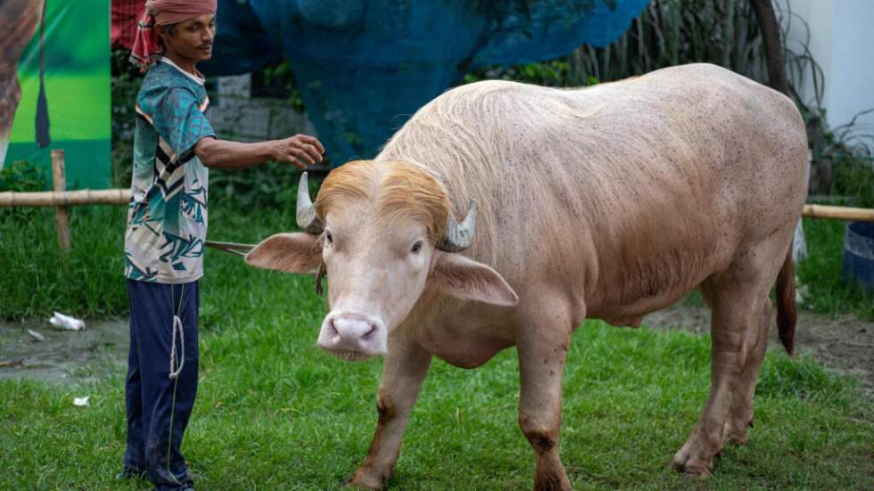 Bangladesh : "Donald Trump", le buffle sosie du président américain épargné et envoyé au zoo Bangladesh : "Donald Trump", le buffle sosie du président américain épargné et envoyé au zoo