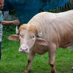 Bangladesh : "Donald Trump", le buffle sosie du président américain épargné et envoyé au zoo