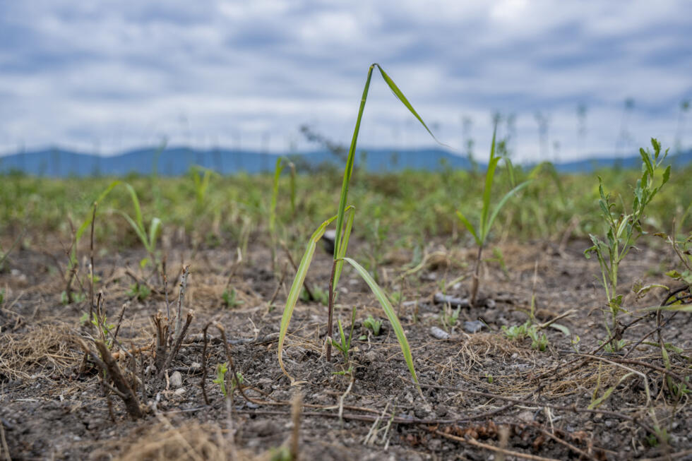Poussant en zone contaminée, le miscanthus géant testé en Ukraine pour dépolluer les sols