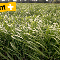 Poussant en zone contaminée, le miscanthus géant testé en Ukraine pour dépolluer les sols