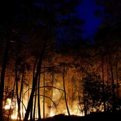 Île-de-France : un incendie, d'une "ampleur exceptionnelle", frappe la forêt de Fontainebleau