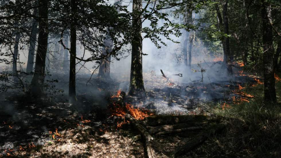 Incendie en forêt de Fontainebleau : le feu "n'est pas fixé", au moins 800 hectares brûlés