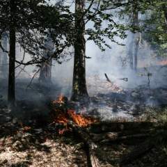 Incendie en forêt de Fontainebleau : le feu "n'est pas fixé", au moins 800 hectares brûlés