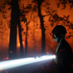Incendies en forêt de Fontainebleau : plus de 1 900 hectares sont partis en fumée