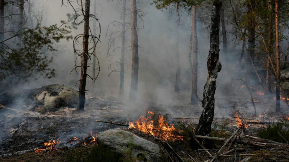 Incendie de la forêt de Fontainebleau : "On reste actifs pour ne pas pleurer" Incendie de la forêt de Fontainebleau : "On reste actifs pour ne pas pleurer"