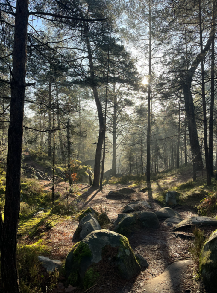 Incendie de la forêt de Fontainebleau : "On reste actifs pour ne pas pleurer" Incendie de la forêt de Fontainebleau : "On reste actifs pour ne pas pleurer"