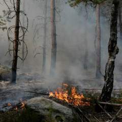 Incendie de la forêt de Fontainebleau : "On reste actifs pour ne pas pleurer"