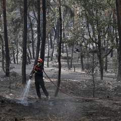 Incendie à Fontainebleau : le poumon vert de Paris calciné