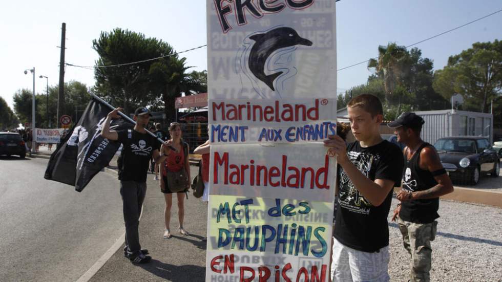 Marineland d'Antibes : huit des 12 dauphins ont été transférés en Espagne