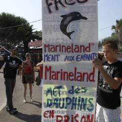 Marineland d'Antibes : huit des 12 dauphins ont été transférés en Espagne