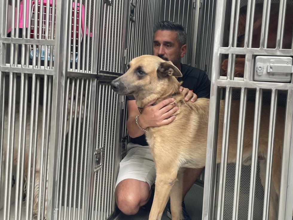 Chats, chiens, chevaux : le sauvetage des autres victimes des incendies en Gironde