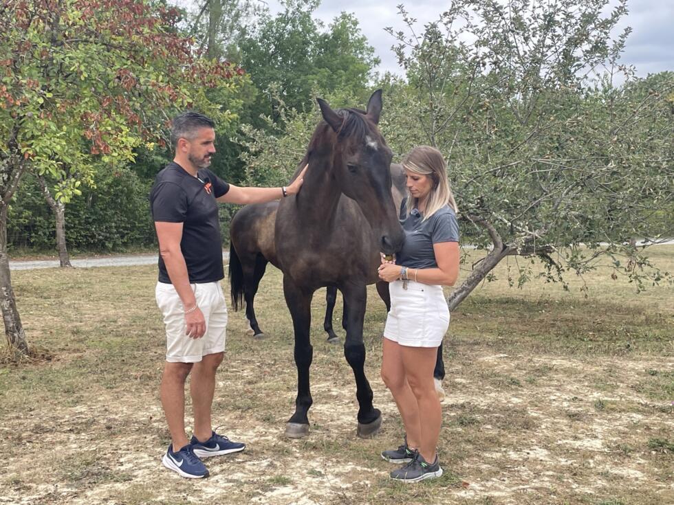 Chats, chiens, chevaux : le sauvetage des autres victimes des incendies en Gironde