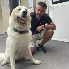Chats, chiens, chevaux : le sauvetage des autres victimes des incendies en Gironde