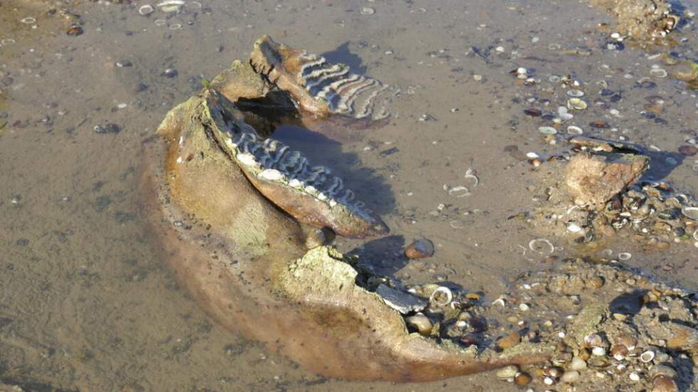 "Il s'agit à 100 % d'un mammouth" : des ossements révélés par la décrue du Danube en Bulgarie