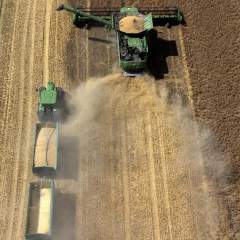 Baisse de la production mondiale de céréales : le retour des stocks stratégiques ?