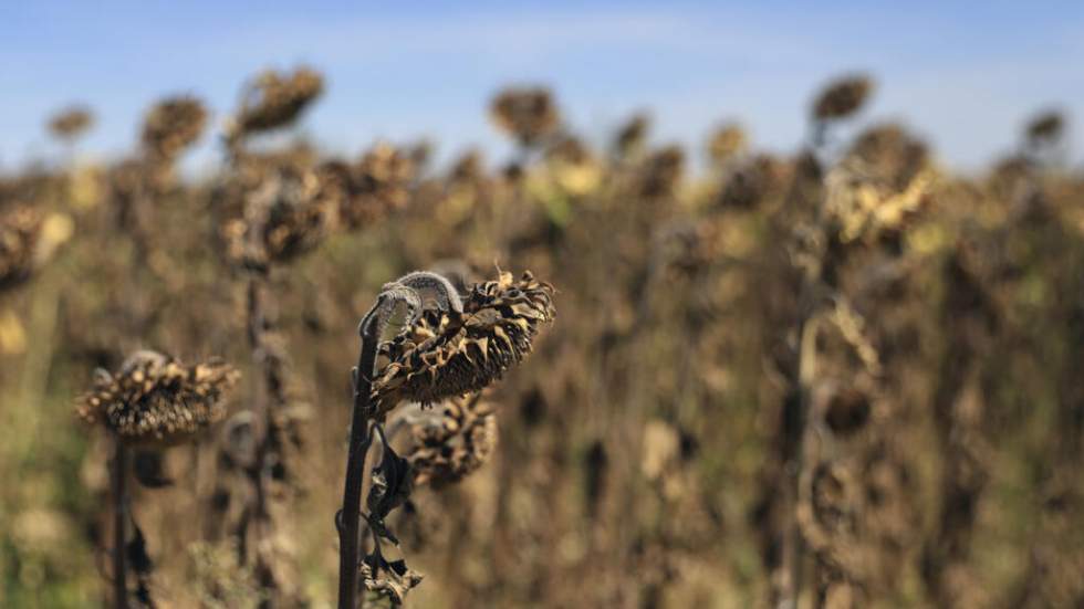 Sécheresse : un milliard d'euros pour l'agriculture, un aide "insuffisante" selon les syndicats Sécheresse : un milliard d'euros pour l'agriculture, un aide "insuffisante" selon les syndicats