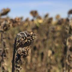 Sécheresse : un milliard d'euros pour l'agriculture, un aide "insuffisante" selon les syndicats
