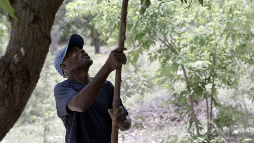 Dans le nord-ouest d'Haïti, les agriculteurs à l’épreuve de la sécheresse et de la violence Dans le nord-ouest d'Haïti, les agriculteurs à l’épreuve de la sécheresse et de la violence