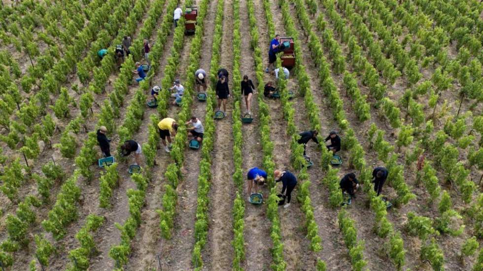 "Un potentiel de très grands vins" : des bouteilles de champagne à plus de 13 % d'alcool cette année