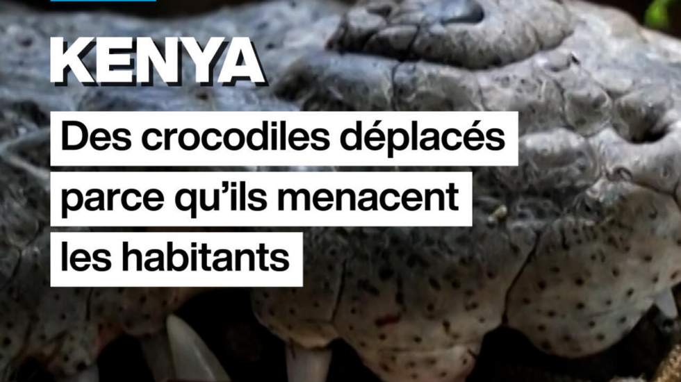 Kenya : des crocodiles deplacés parce qu'ils menacent les habitants