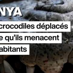 Kenya : des crocodiles deplacés parce qu'ils menacent les habitants
